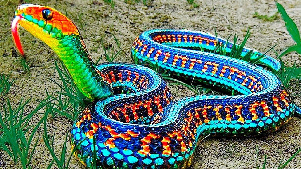 Beautiful Snakes